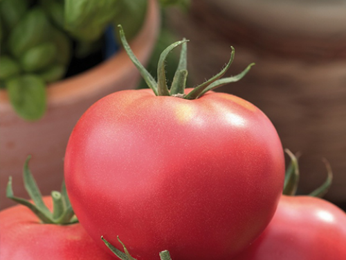 Купити Рожеві помідори домашні / Розовые помидоры домашние