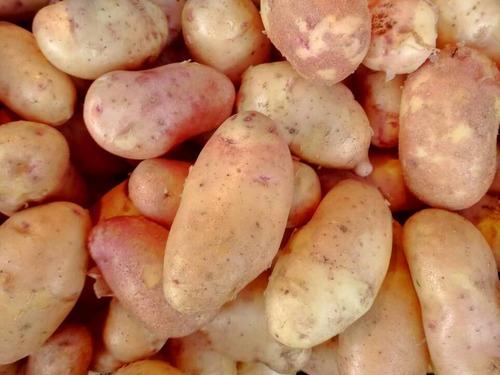 Купить Картофель розовый молодой