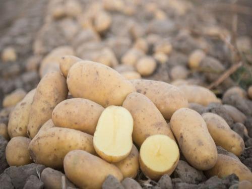Купить Картофель домашний белый сорт ГРАНАДА , калиброваный среднего размера