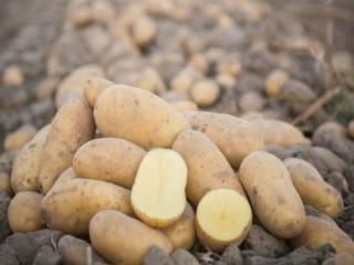 Купить Картофель домашний белый сорт ГРАНАДА , калиброваный среднего размера