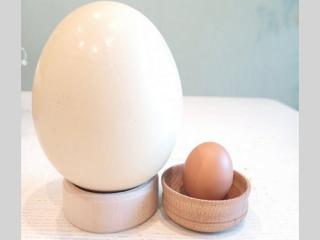 Купити Страусине яйце / Страусиное яйцо
