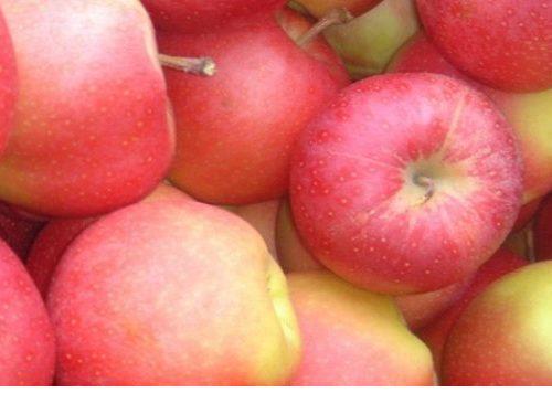 Купить Яблоки сорта Гала
