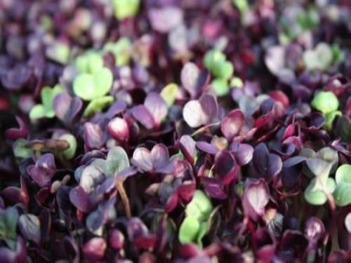Купить Редис фиолетовый пророщенный (microgreen)