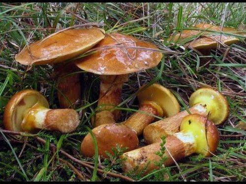 Купити Гриби маслюки з Карпат / Грибы маслята из Карпат