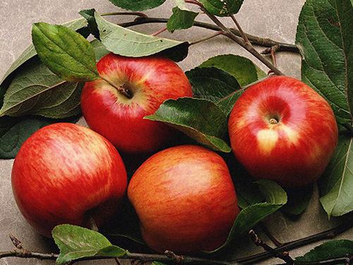 Купити Яблука Макінтош / Яблоки Макинтош