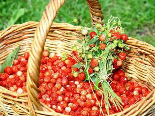 Купити Суниця лісова / Земляника лесная